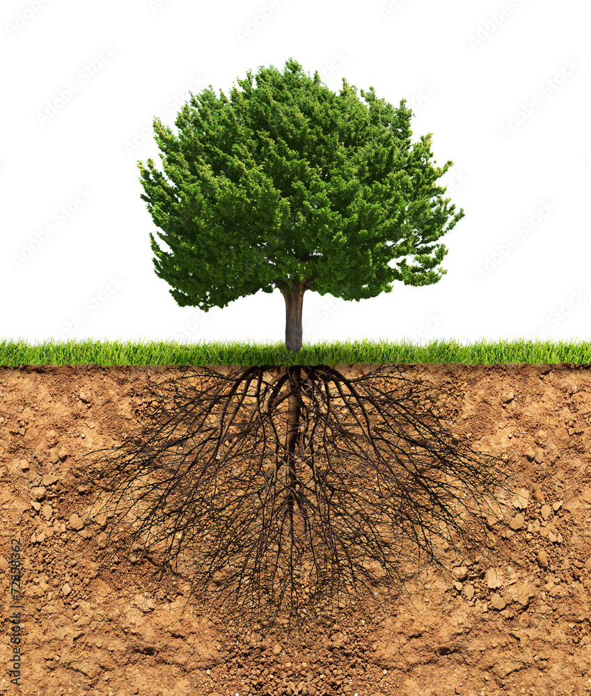 Obraz premium Big green tree with roots beneath
