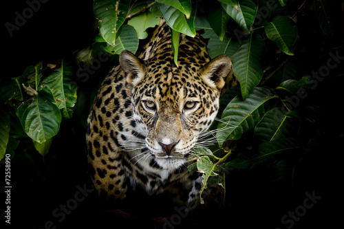 Jaguar portrait #72558990