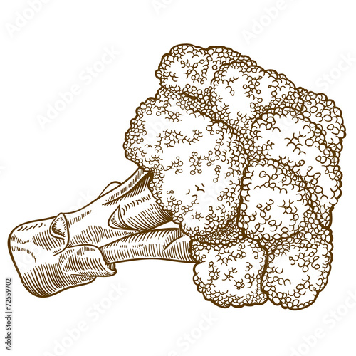 engraving illustration of broccoli on white background
