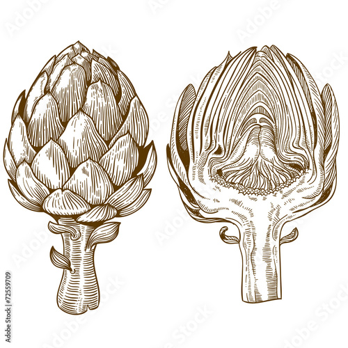 engraving illustration of green vegetables artichoke photo