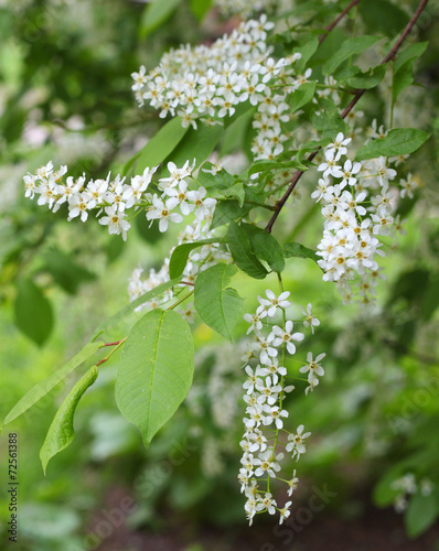 Lilac bush photo