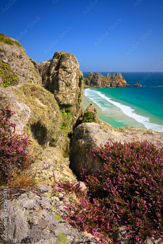 Heather on the cliffs over Porthcurno beach, Cornwall, UK.