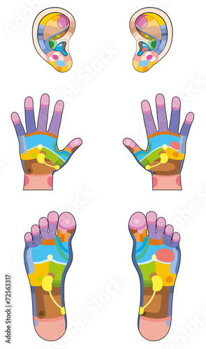 Reflexology Zones Ears Hands Feet