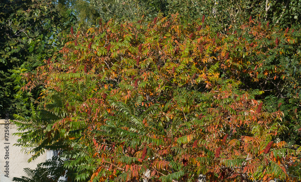 Arbuste d'automne Arbuste d'automne