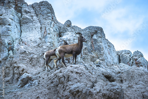 Badlands Bighorn Sheep Mother with young