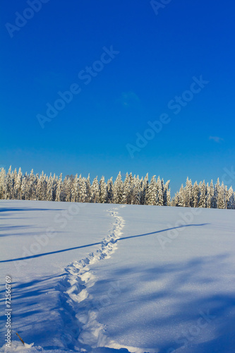 View of Christmas Trees