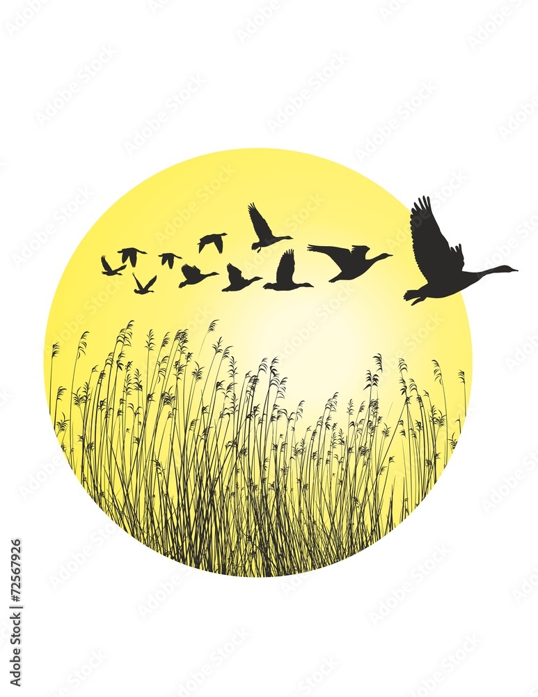 Fototapeta premium Geese and reeds in the ring