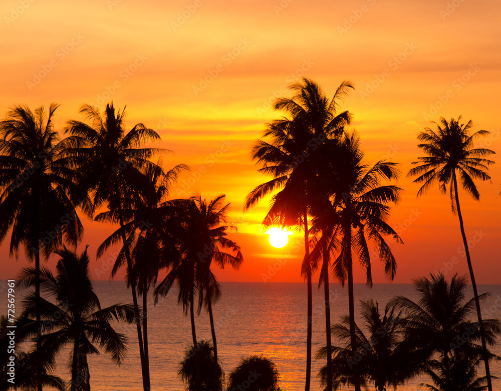 Tree Silhouettes Palm Paradise