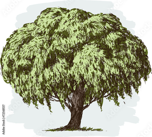 old lush tree