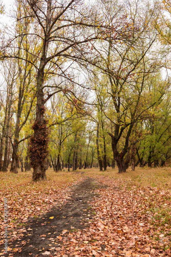 autumn forest after the rain