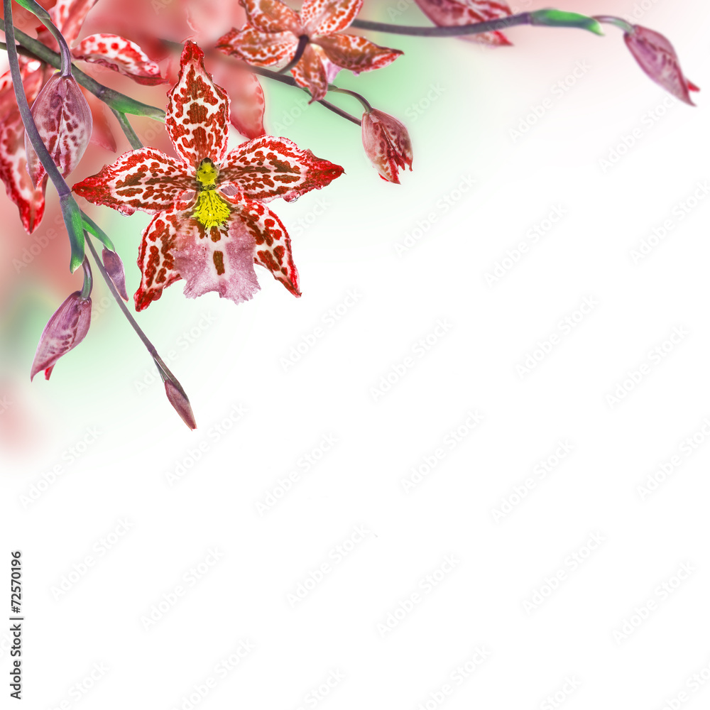Floral background of tropical orchids - obrazy, fototapety, plakaty 