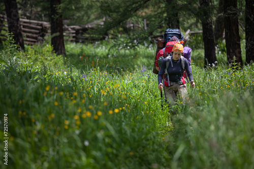 Backpackers are walking in high green grass in forest of Altai