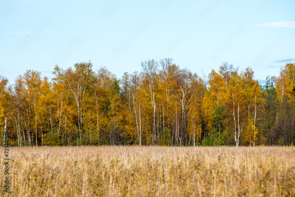 Fototapeta premium Autumn colored countryside landscape