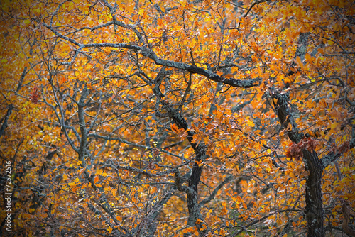 Oak branches with orange le...
