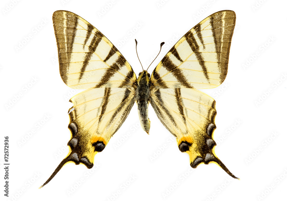 Fototapeta premium Scarce Swallowtail butterfly