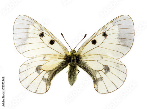 Clouded Apollo butterfly
