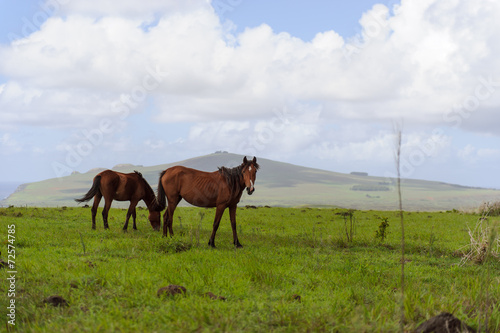 Horses Isla de Pascua. Rapa Nui. Easter Island