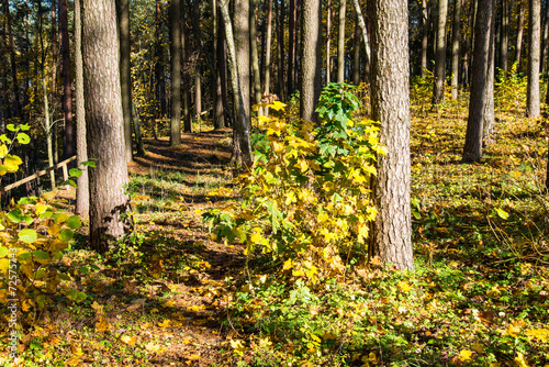 forest trees in autumn colors in countryside