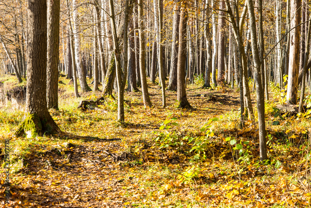 autumn colored tourism trail in the woods autumn colored tourism trail in the woods