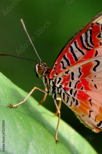 Red lace wing butterfly close up. © Doug Schnurr