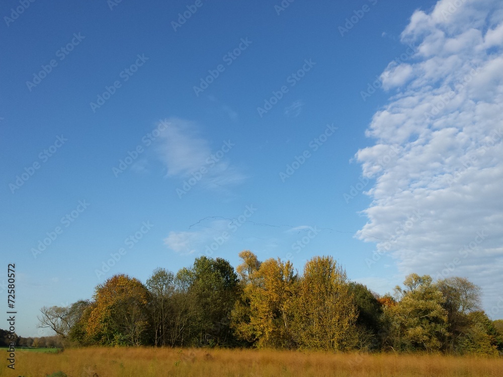 Herbstlandschaft mit blauem Himmel Wolken und Zugvögeln