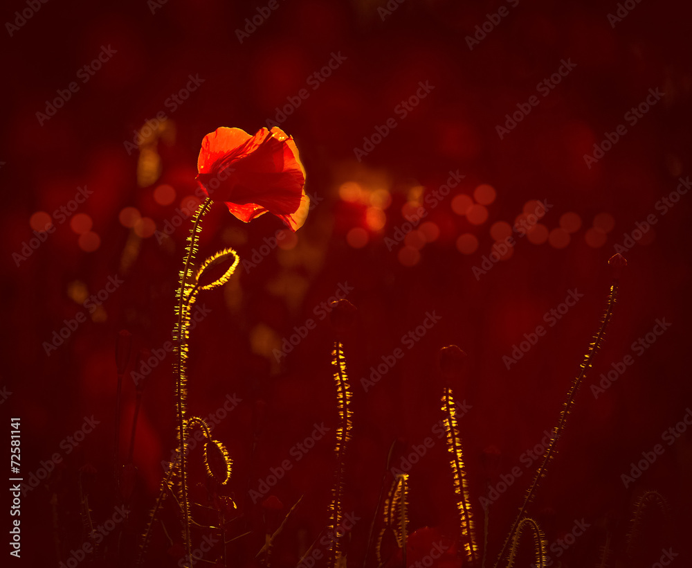 Naklejka premium A field of bright, red poppies under the setting sun