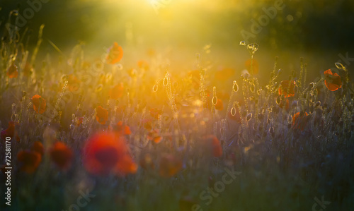 A field of bright, red poppies in a field under a setting sun © allouphoto