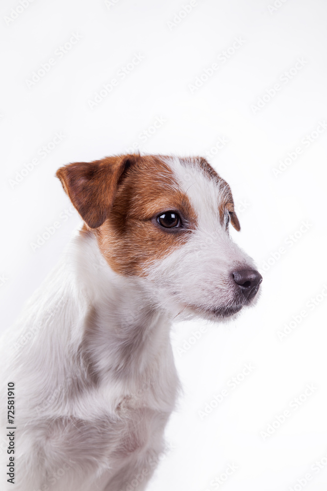 Dog Jack Russell Terrier