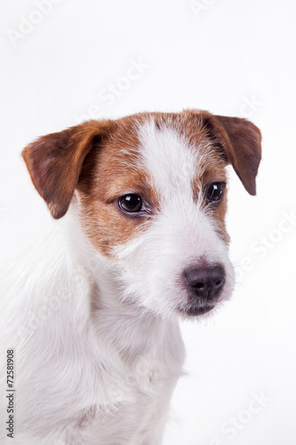 Dog Jack Russell Terrier © Anna Averianova