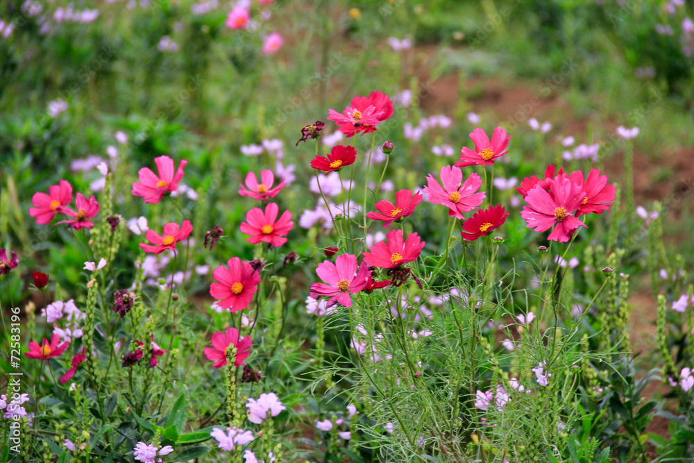 Hot Pink Garden Cosmos