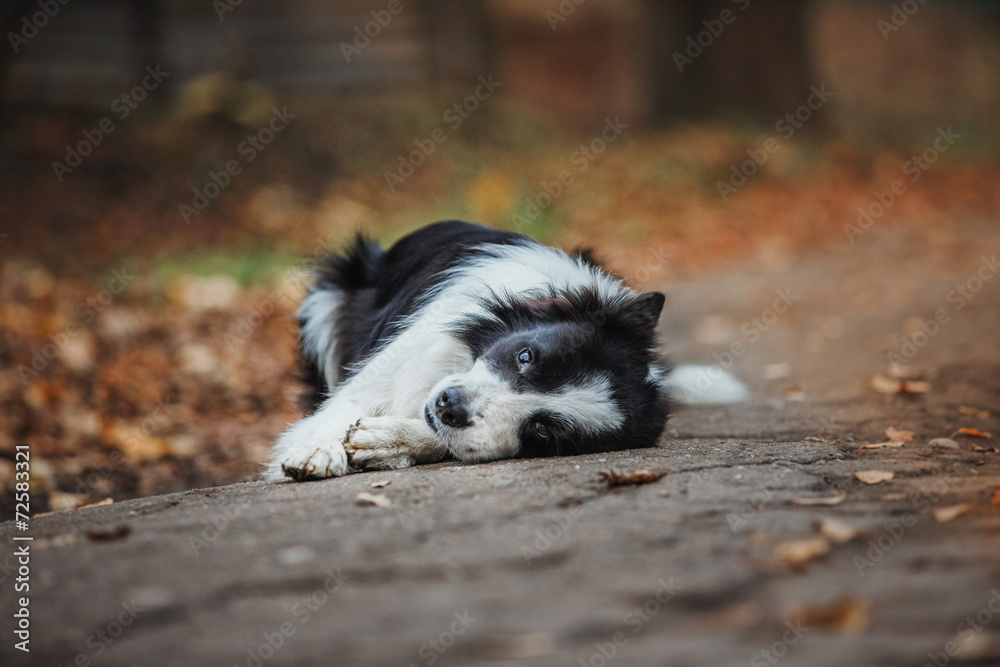 obedient dog breed border collie. Portrait, autumn, nature obedient dog breed border collie. Portrait, autumn, nature