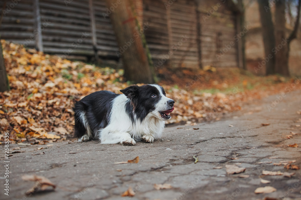 obedient dog breed border collie. Portrait, autumn, nature obedient dog breed border collie. Portrait, autumn, nature