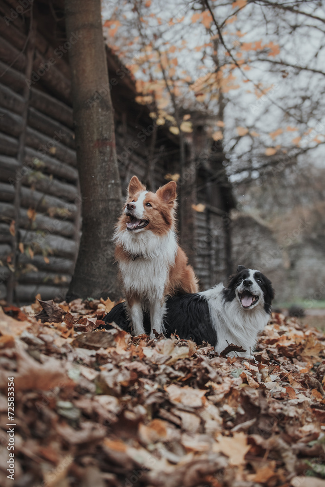 obedient dog breed border collie. Portrait, autumn, nature,