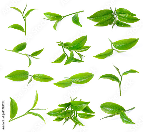 Bilde på lerret green tea leaf isolated on white background