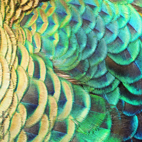 Green Peacock feathers