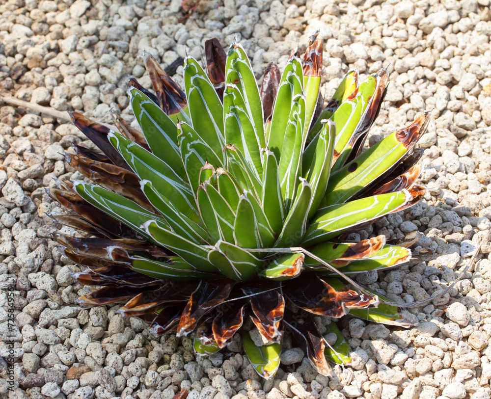 Fototapeta premium Agave victoriae-reginae, ASPARAGACEAE