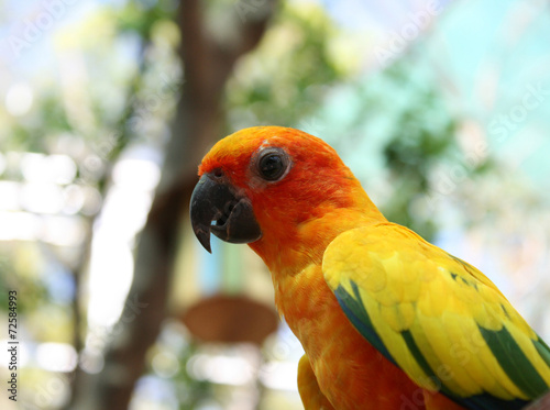 beautiful colorful parrot bird