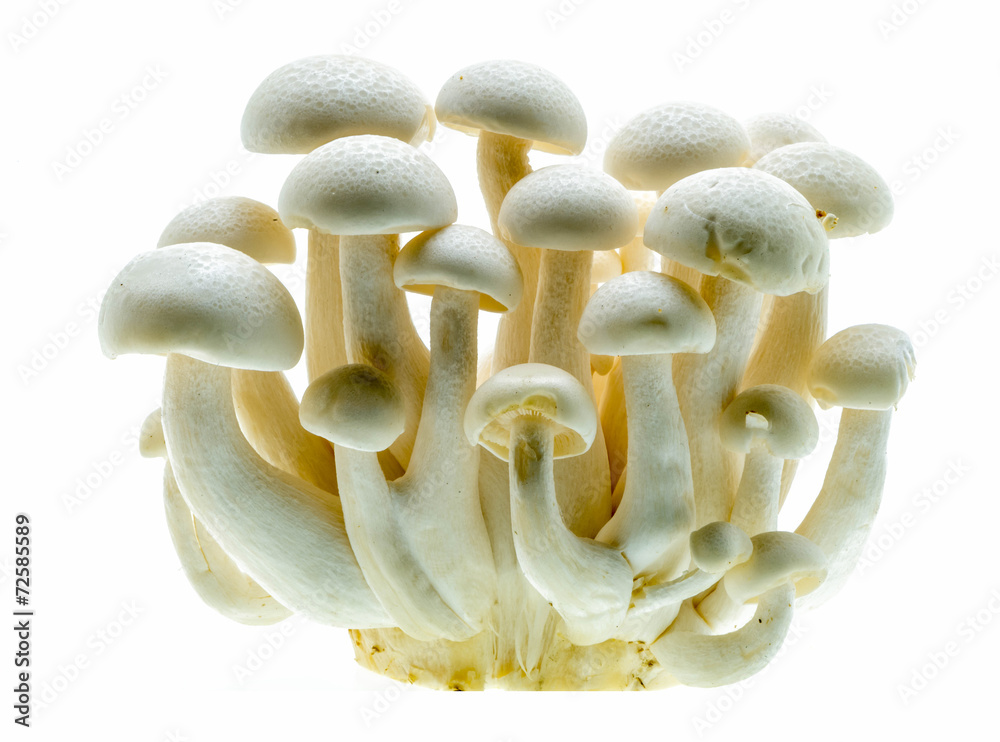 White buna-shimeji isolated on plain background White buna-shimeji isolated on plain background
