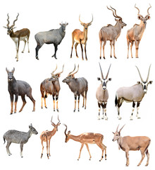 Keuken achterwand Antilope Mannelijke antilope op witte achtergrond  © anankkml