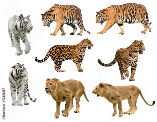 collection of  big cat (panthera)