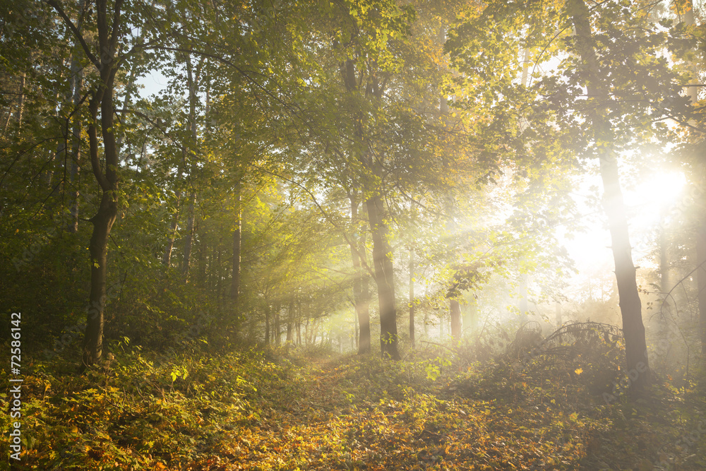 Obraz premium Promienie słoneczne rano w lesie z mgłą