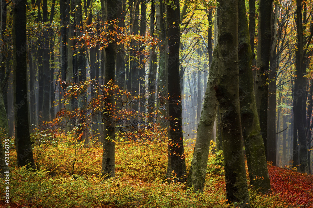 Fototapeta premium Forest during fog in autumn