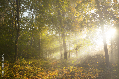 Sun rays in the morning in the forest with fog © bonciutoma