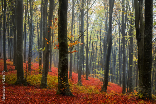 Red leaves and a foggy day in the forest