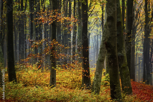 Forest during fog in autumn