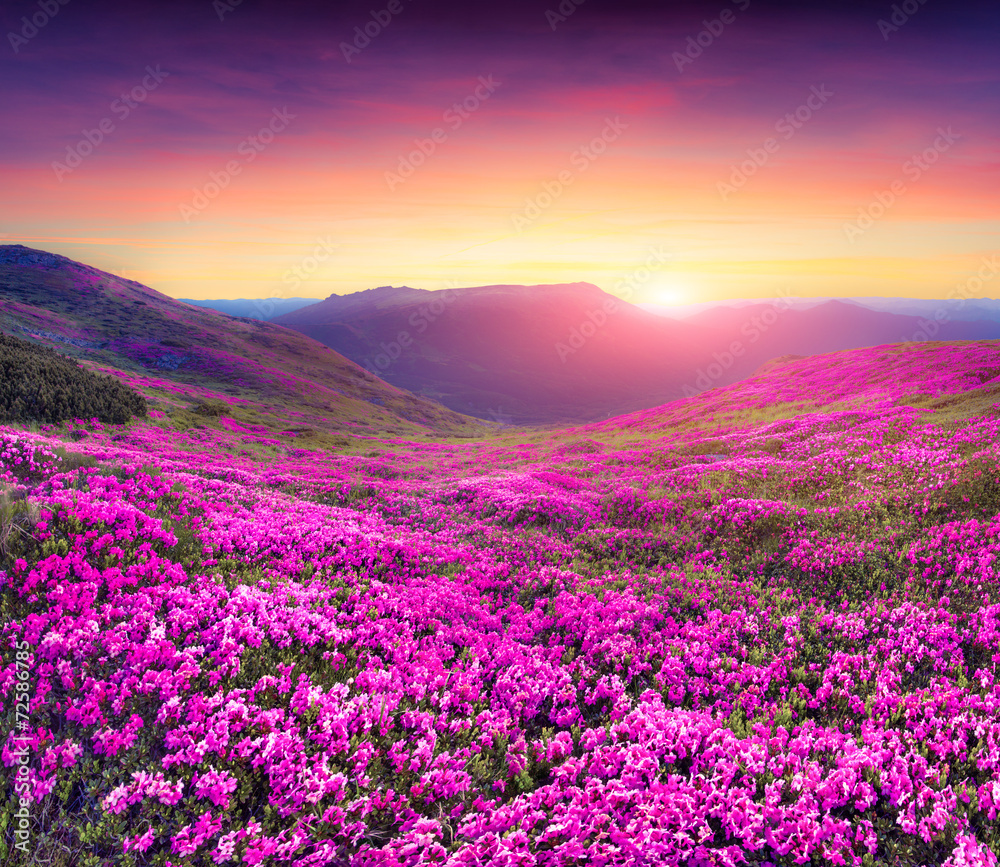 Fototapeta premium Magic pink rhododendron flowers in the mountains.