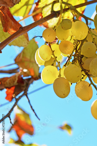 yellow ripe grape transparent  autumn sky background photo