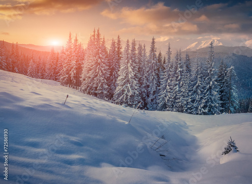 Trees covered with hoarfrost and snow in mountains.