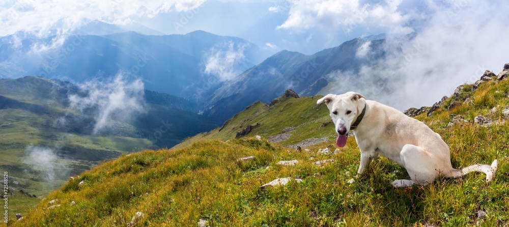 White dog in the mountains