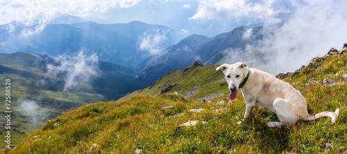 Fototapeta Naklejka Na Ścianę i Meble -  White dog in the mountains